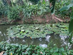 -中国科学院西双版纳热带植物园