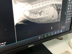 -美联众合宠物医院·爱萌分院·内外科·猫科中心