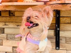 -Catch Bagel(芳草地店)