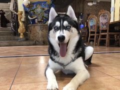 -more than meow吴止猫主题餐厅(承德 中船汇店)