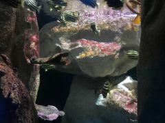 -悉尼海洋生物水族馆