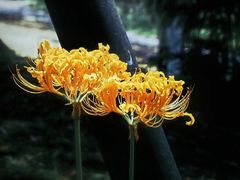 -杭州植物园