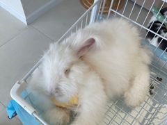 -怪兽屋·羊驼·猫咖·狗咖(俊华广场店)