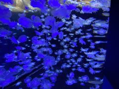 -太平洋海底世界