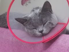 -瑞派长江宠物医院·猫科·外科·24小时夜护(谊城公寓分院)