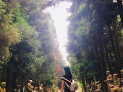 -武陵山森林公园