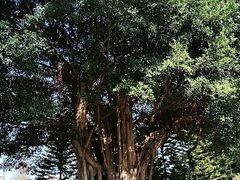 -王借岗森林公园