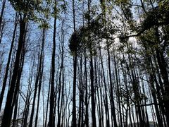 -上海共青森林公园