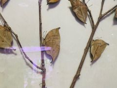 -陕西自然博物馆