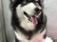 -宠福鑫康馨动物医院·骨科·眼科