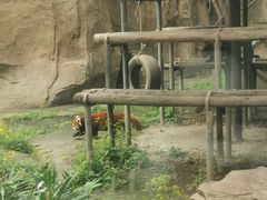 -成都动物园