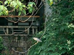 -河上轩(湖墅北路店)