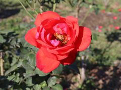 -亚龙湾国际玫瑰谷