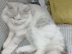 -喵zoo家庭繁育猫舍(尖东智能花园店)
