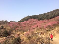 -新建村梅花