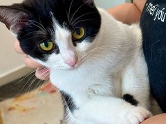 -有喵·猫咖·狗咖·30几只猫10只小狗(岗厦店)