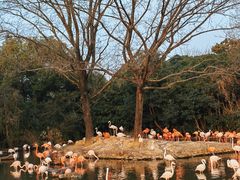 -上海野生动物园