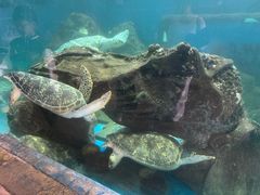 -广东惠东海龟国家级自然保护区