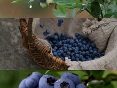 -金谷域澳洲庄园