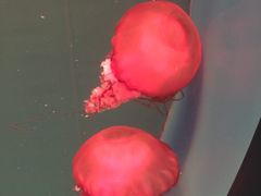 -多彩贵州城极地海洋世界