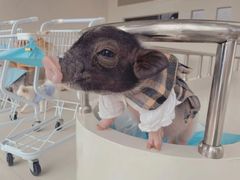 -怪兽屋·羊驼·猫咖·狗咖(俊华广场店)