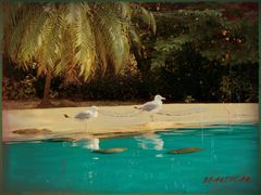 -帝企鹅自助餐厅•儿童岛•真企鹅(长隆企鹅酒店)