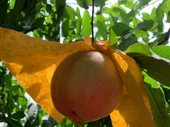 -老袁家蜜桃农场·阳山水蜜桃