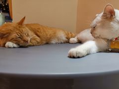 -藏猫猫咖啡主题馆(中央大道店)