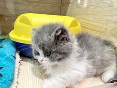 -momokira米努特·德文卷毛猫·棉花面纱犬