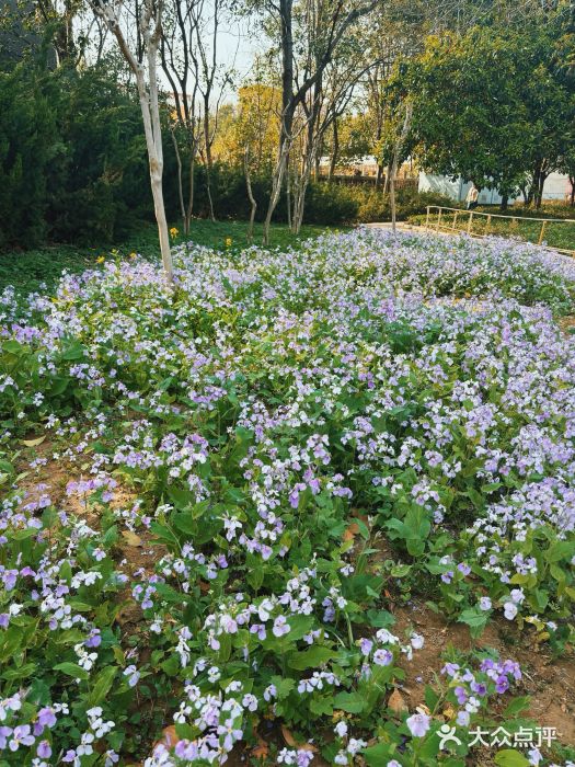 北龙湖湿地公园图片