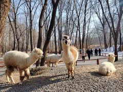 -北京野生动物园