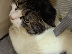 -中农国际动物医院24小时·猫科·骨科·急重症中心