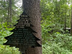 -五营红松林海景区