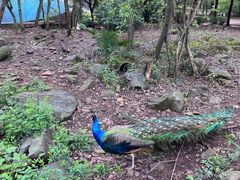 -合肥野生动物园