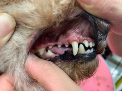 -宠福鑫康馨动物医院·骨科·眼科