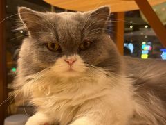 -米乐乖乖猫咪咖啡馆·猫咖(深圳湾后海汇店)