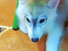 -柯斗斗主题餐厅·狗咖·围炉煮茶·茶饮(国瑞升平里店)