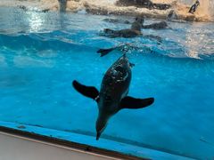 -帝企鹅自助餐厅•儿童岛•真企鹅(长隆企鹅酒店)