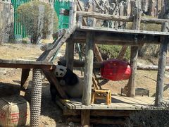 -大连森林动物园