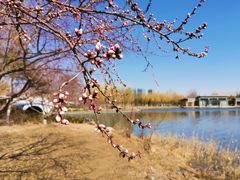 -大兴滨河森林公园