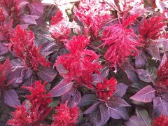 -武清南湖绿博园