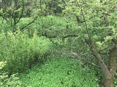 -西湖风景区-江洋畈生态公园