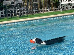 -汪说喵讲宠物乐园宠物酒店(红星美凯龙店)