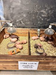 -酷嗒动物文化乐园(cutezoo西溪乐天城店)