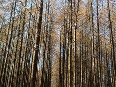 -山王坪喀斯特国家生态公园