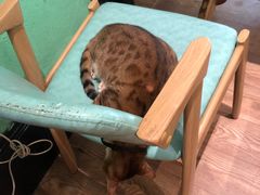 -猫色咖啡·猫咖