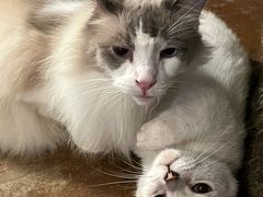 -猫猫幼稚园·撸猫·桌游·电玩