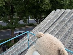 -BE YOLO必有乐&小红帽三明治