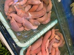 -蓬莱春(芝罘店)