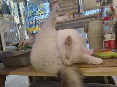 -平行世界·猫咖(首经贸店)